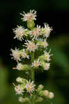 White goldenrod